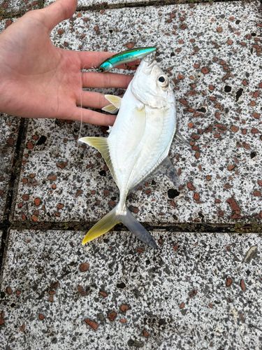 ガーラの釣果