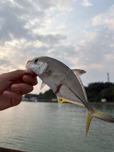 ガーラの釣果