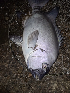 イシダイの釣果