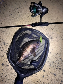 シロメバルの釣果