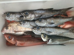クロムツの釣果