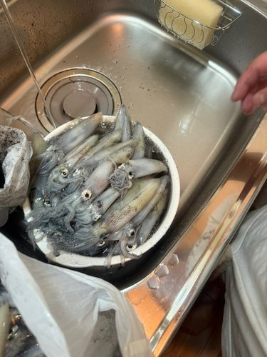 イカの釣果