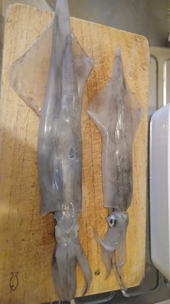 ヤリイカの釣果