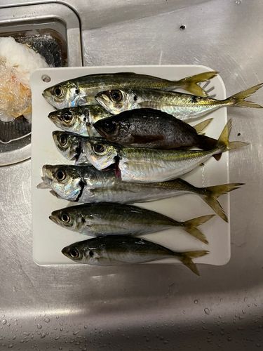 アジの釣果
