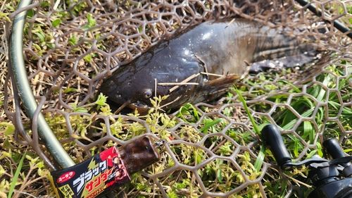 ナマズの釣果