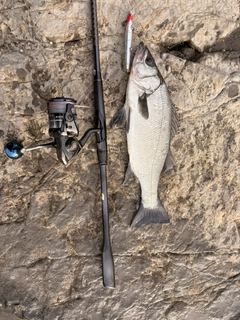 フッコ（ヒラスズキ）の釣果