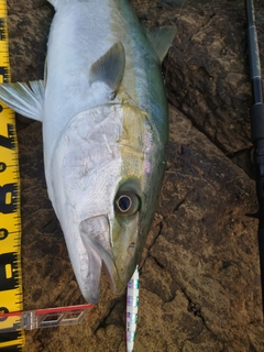 ヒラマサの釣果