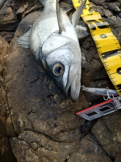 フッコ（ヒラスズキ）の釣果