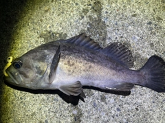 クロソイの釣果