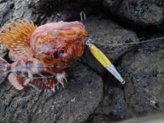 アラカブの釣果