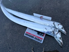 タチウオの釣果