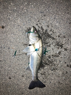 シーバスの釣果