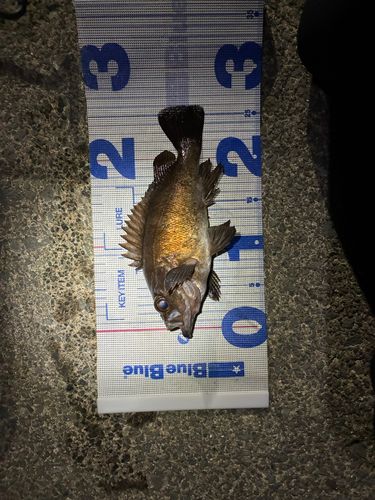 メバルの釣果