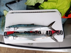 サゴシの釣果
