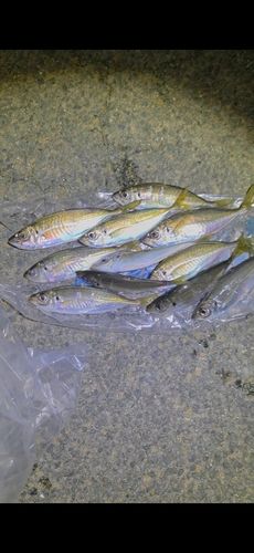 マアジの釣果
