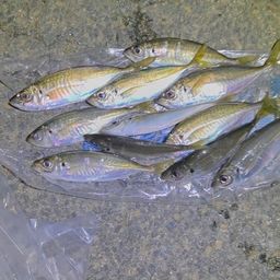 大矢野島の釣行 - アングラーズ | 釣果600万件の魚釣り情報サイト
