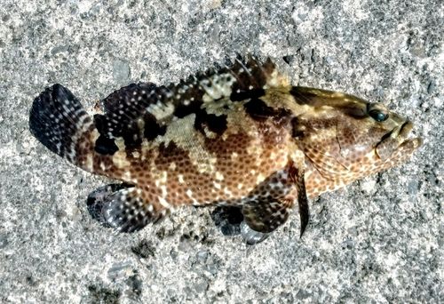 マダラハタの釣果