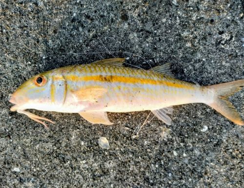 モンツキアカヒメジの釣果