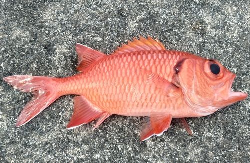 アカマツカサの釣果
