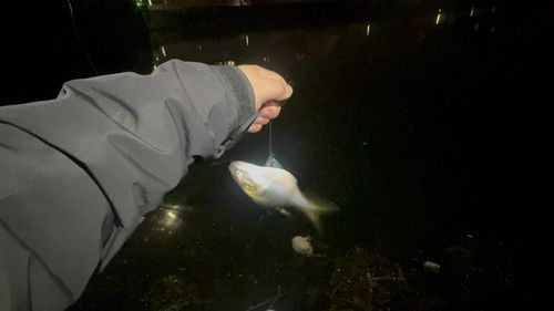 コノシロの釣果