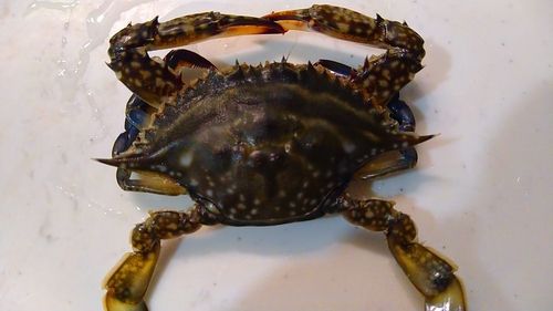 ガザミの釣果