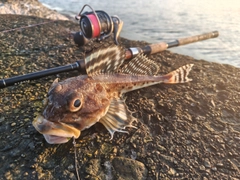 ギスカジカの釣果