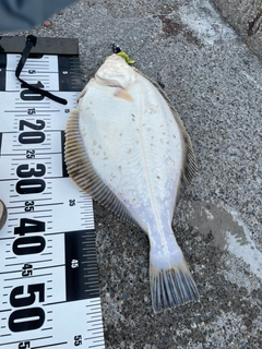 イシガレイの釣果