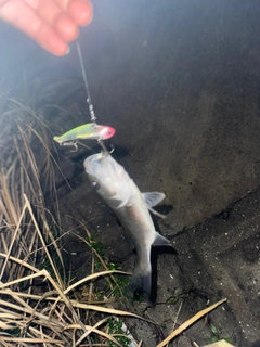 セイゴ（マルスズキ）の釣果