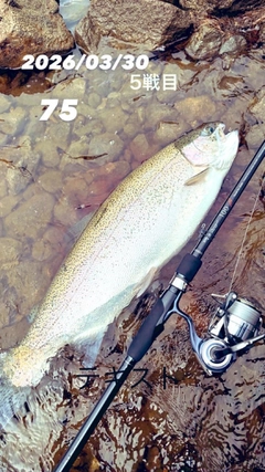 レインボートラウトの釣果