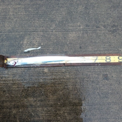 タチウオの釣果