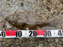 マガレイの釣果