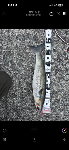 ボラの釣果