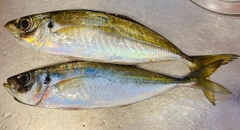 マアジの釣果