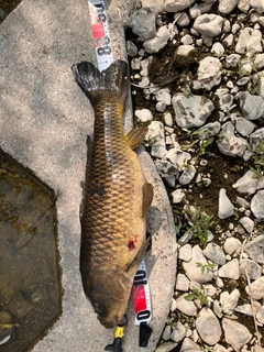コイの釣果