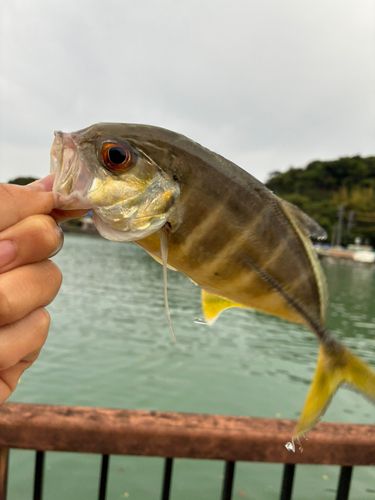ガーラの釣果
