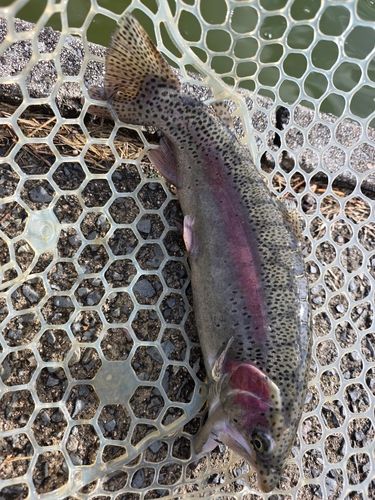 トラウトの釣果