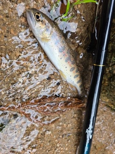 ヤマメの釣果