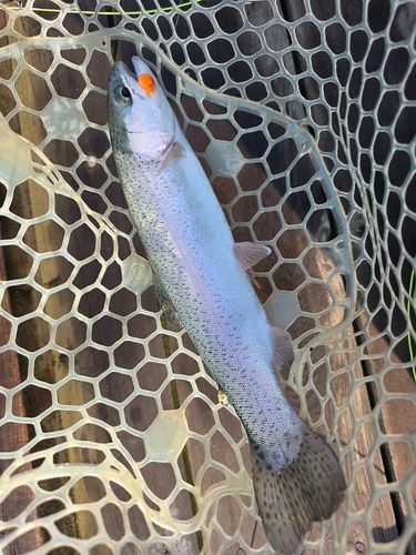 トラウトの釣果