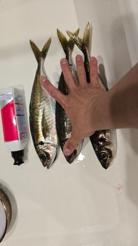 アジの釣果