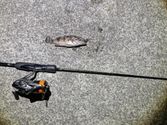 クロソイの釣果