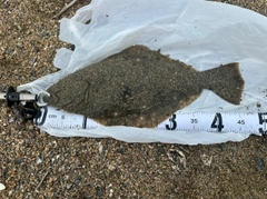 ヒラメの釣果