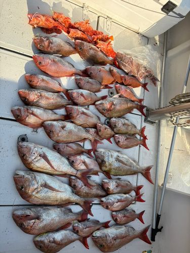 タイの釣果