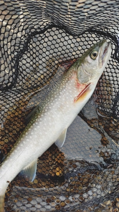 アメマスの釣果