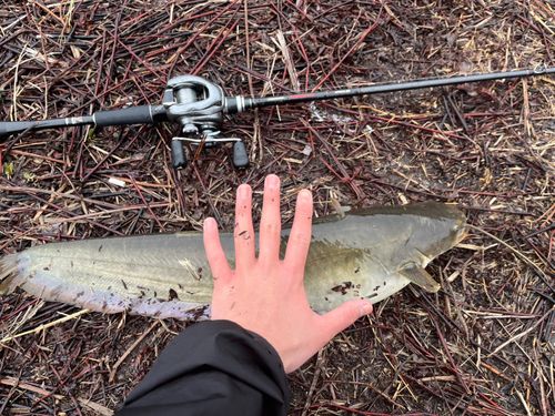 ニホンナマズの釣果