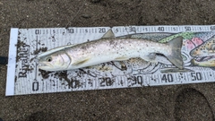 アメマスの釣果