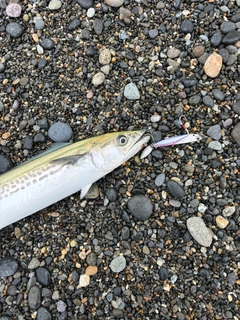 サゴシの釣果