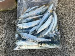 イワシの釣果