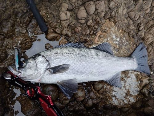 ヒラスズキの釣果