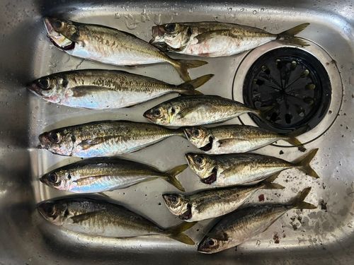 アジの釣果