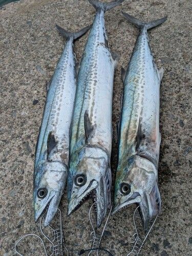 サゴシの釣果
